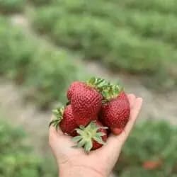 A hand holding a pile of ripe strawberries over the rows of a u-pick field